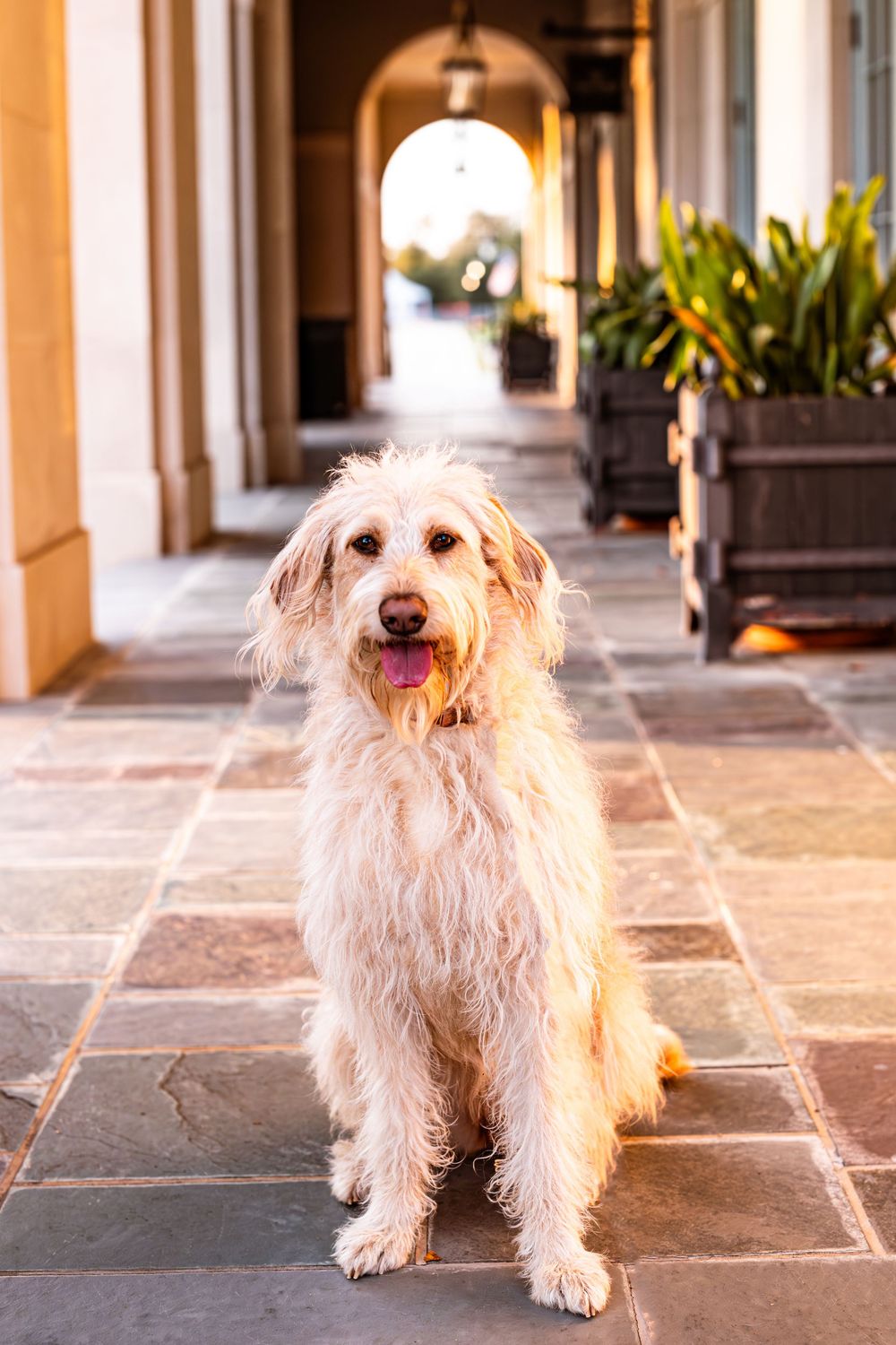 Fluffy cream-colored dog sits attentively in arched colonnade with stone flooring.