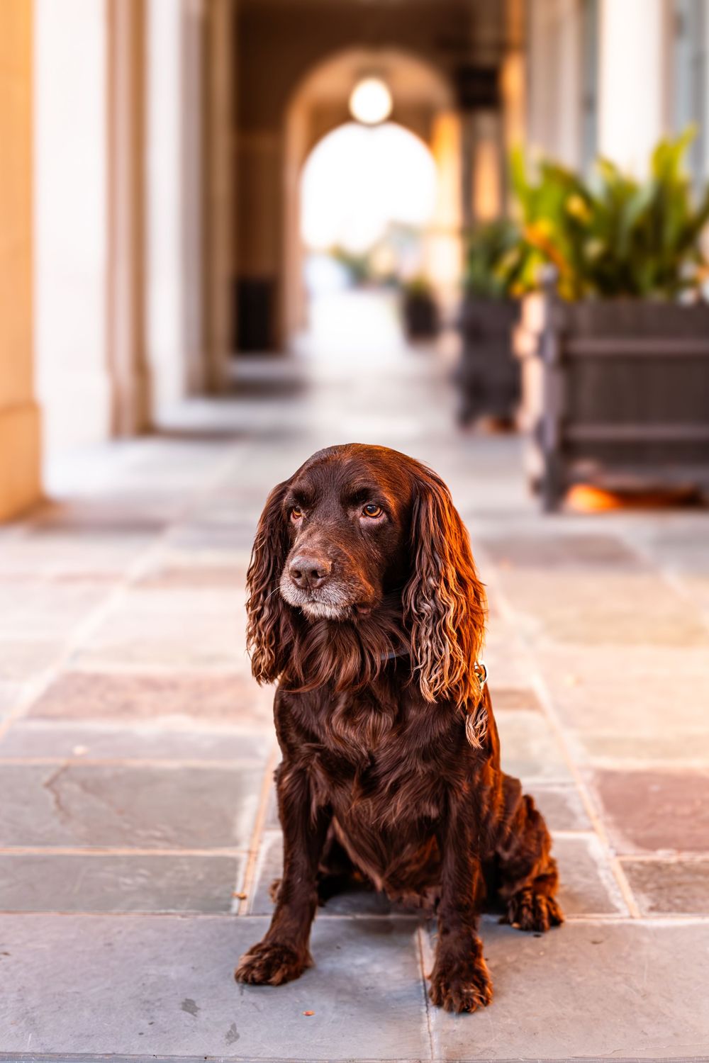 Brown spaniel dog sits regally on stone floor in front of arched colonnade.
