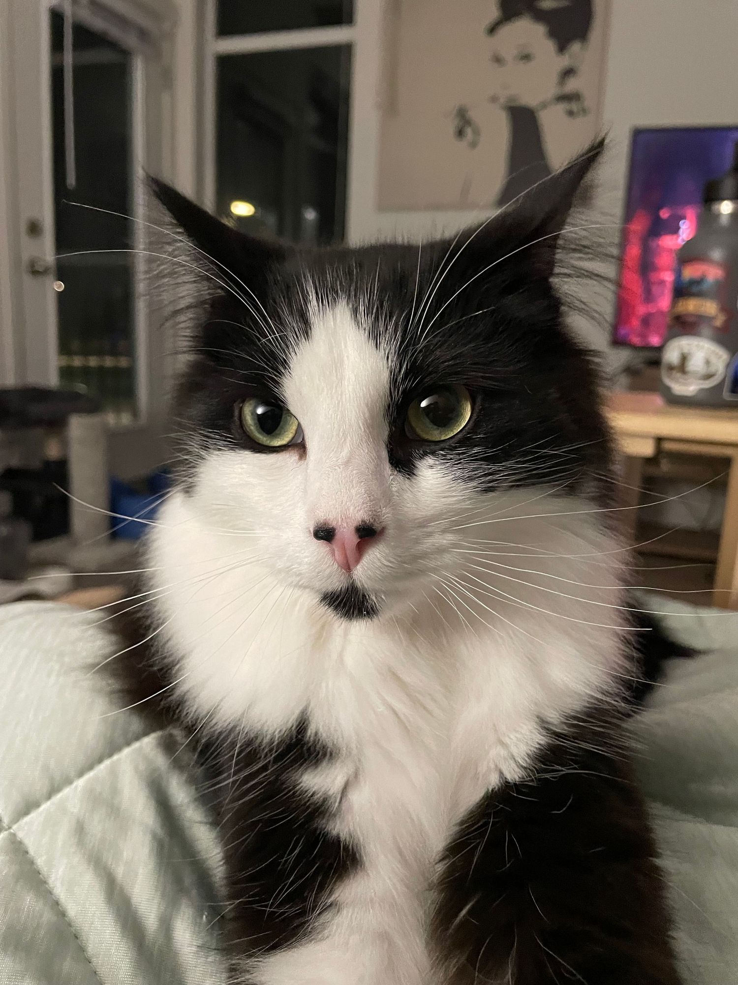 A black and white tuxedo cat with bright yellow eyes shown in four close-up portrait shots displaying various expressions.