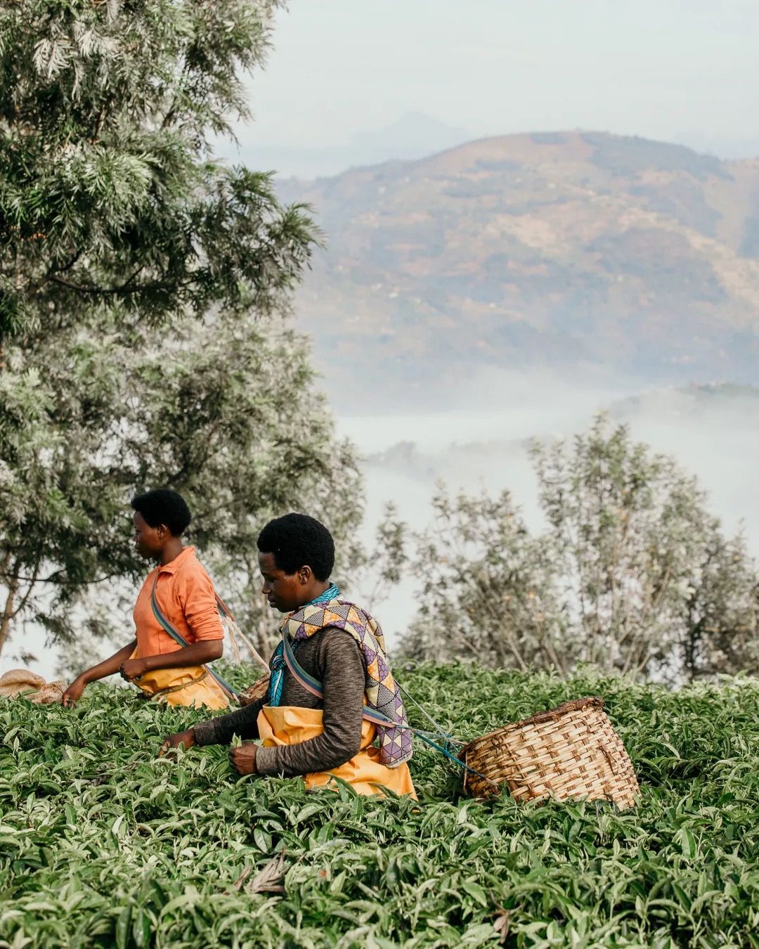 Tea worker gathering leaves on hillside plantations, supporting ethical farming, sustainable production and local livelihoods.