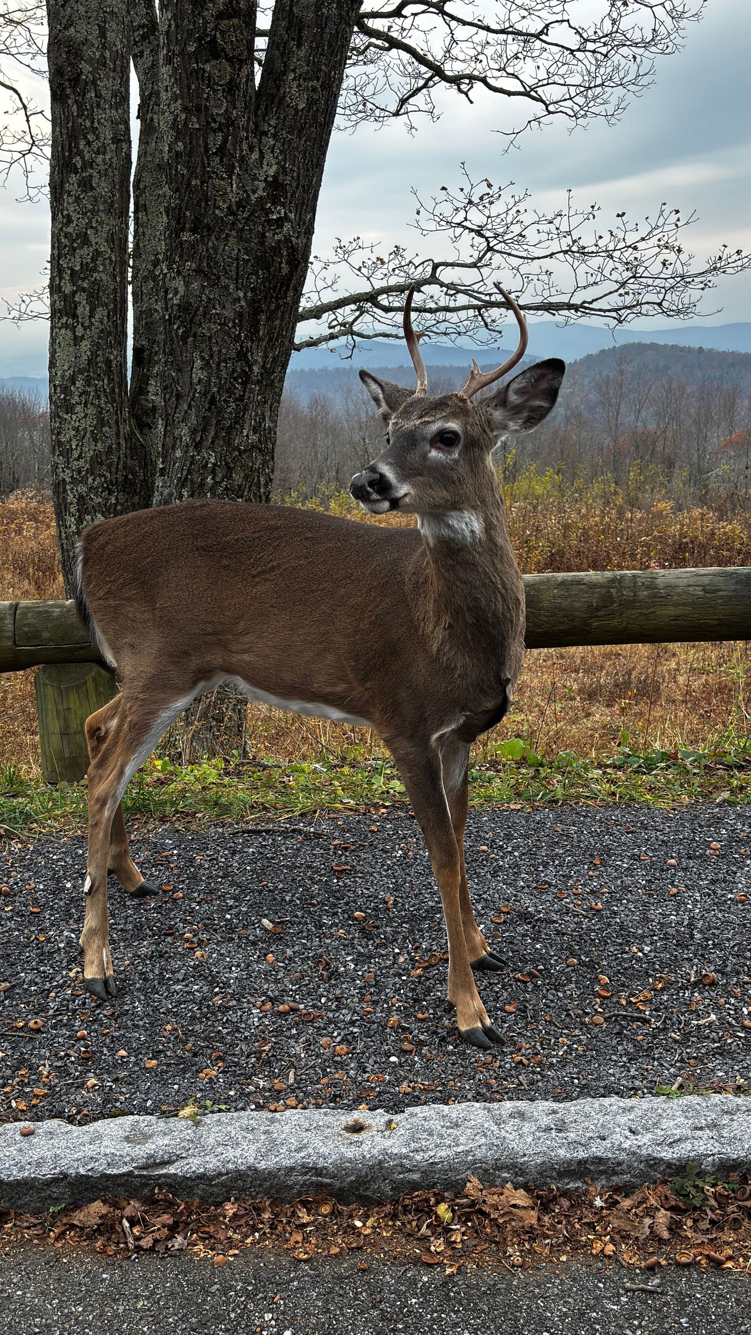 Deer on Skyline Drive in Shenandoah National Park Virginia
