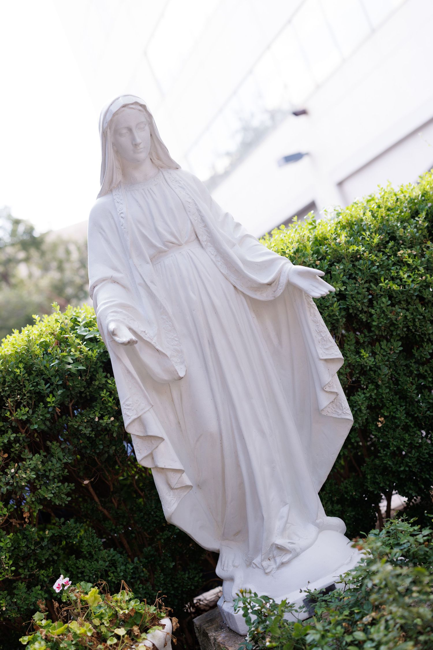 White marble statue of the Virgin Mary in a garden with green hedges.