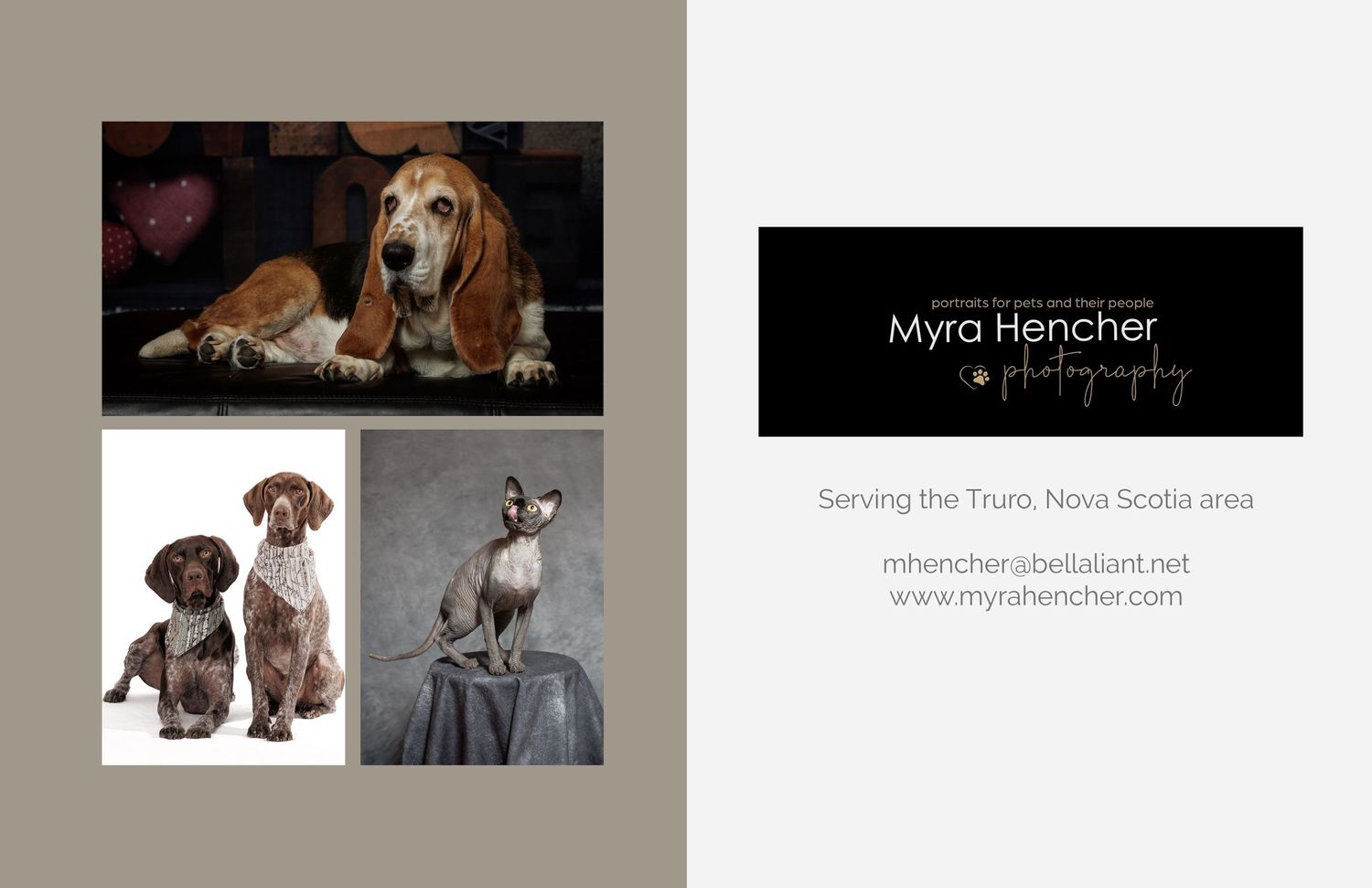 Professional studio photography branding collage featuring dog portraits and contact information.