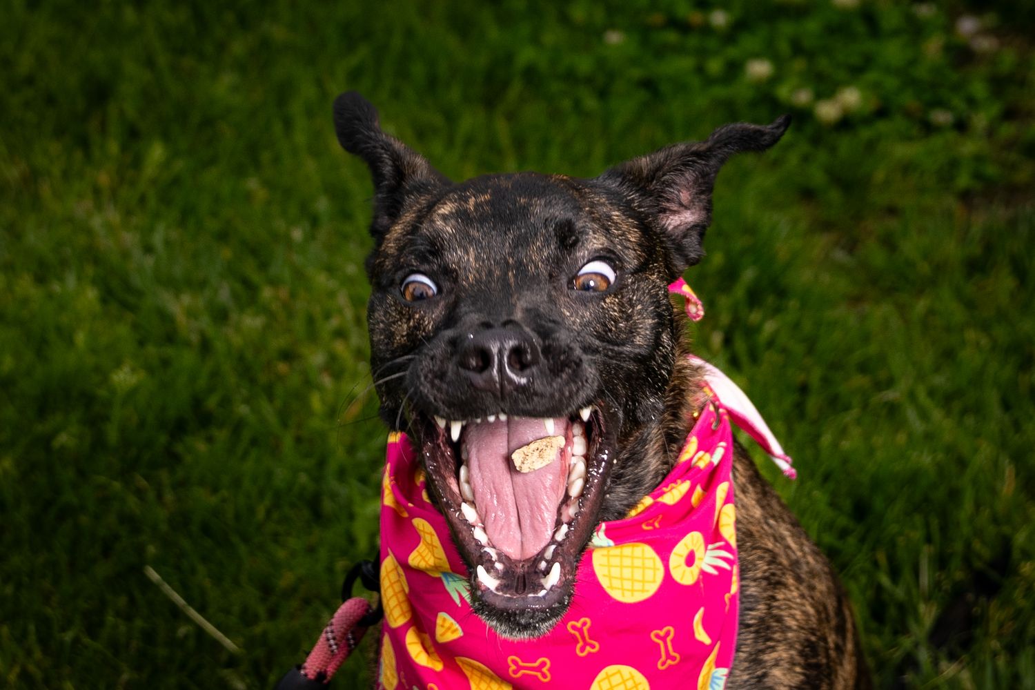 Scruffy black dog wearing a pink bandana plays happily in green grass.