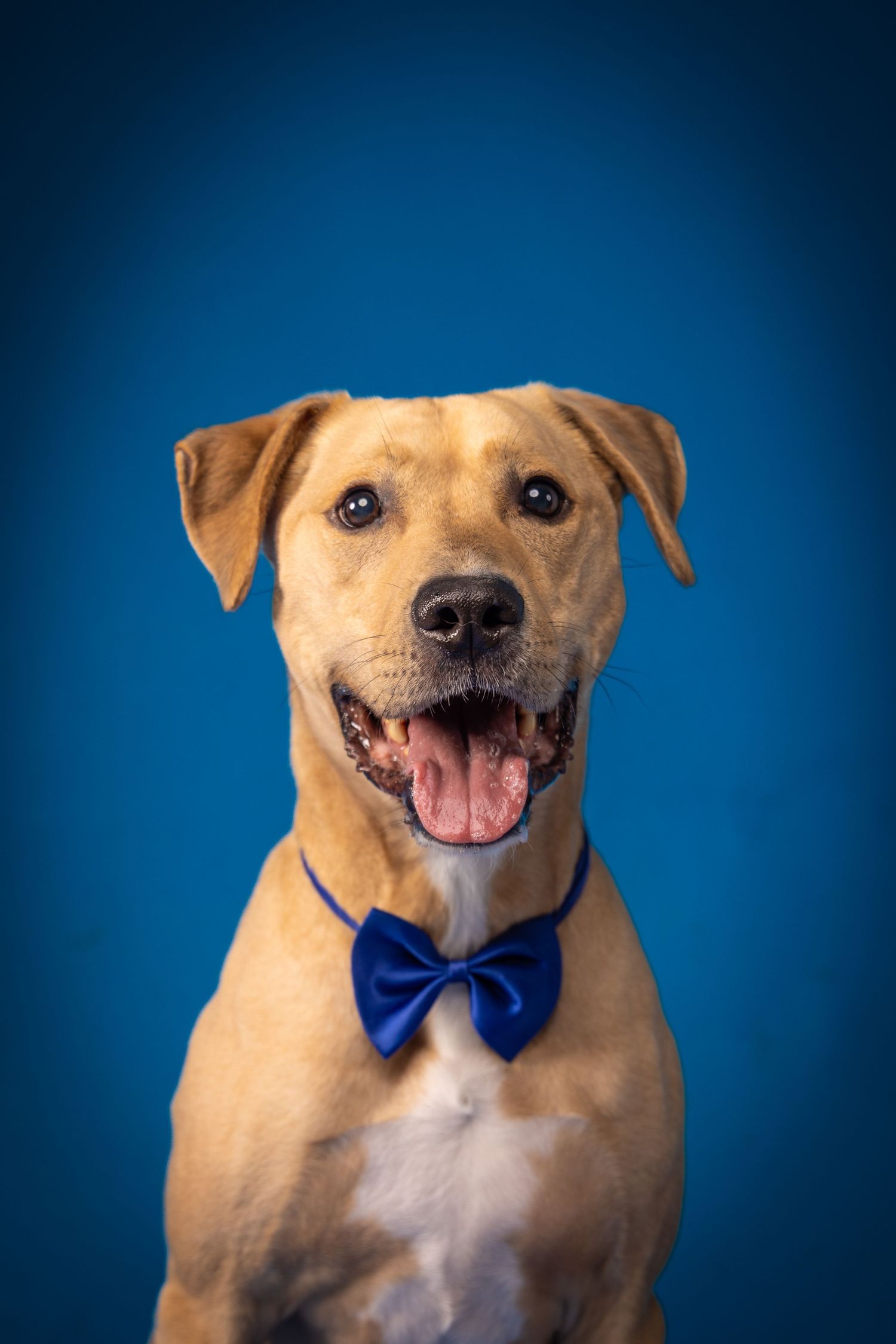 Tan dog wearing blue bowtie poses against bright blue background in studio portrait.