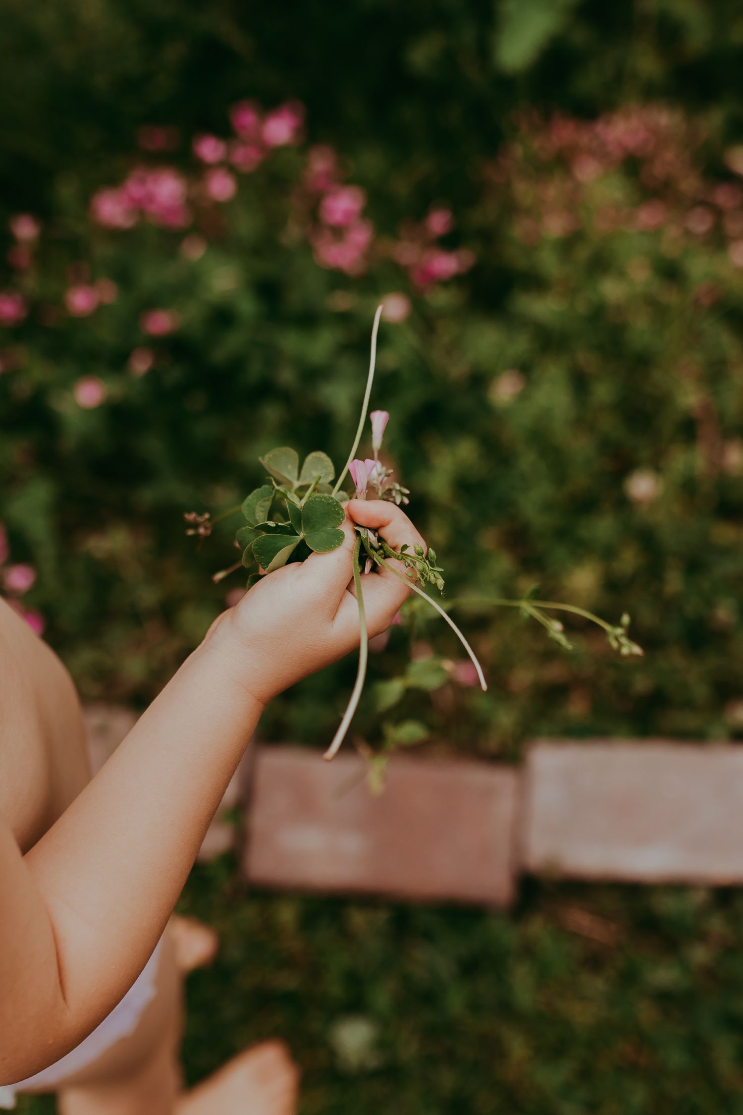 Hand holding a small green plant stem with leaves against a blurred pink floral garden background. Whitney Popp, Virginia