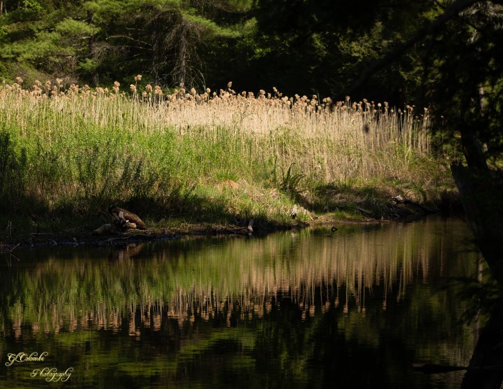 by the creek