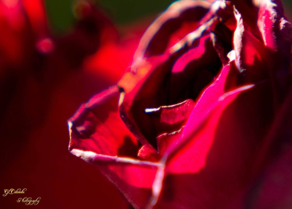 rose