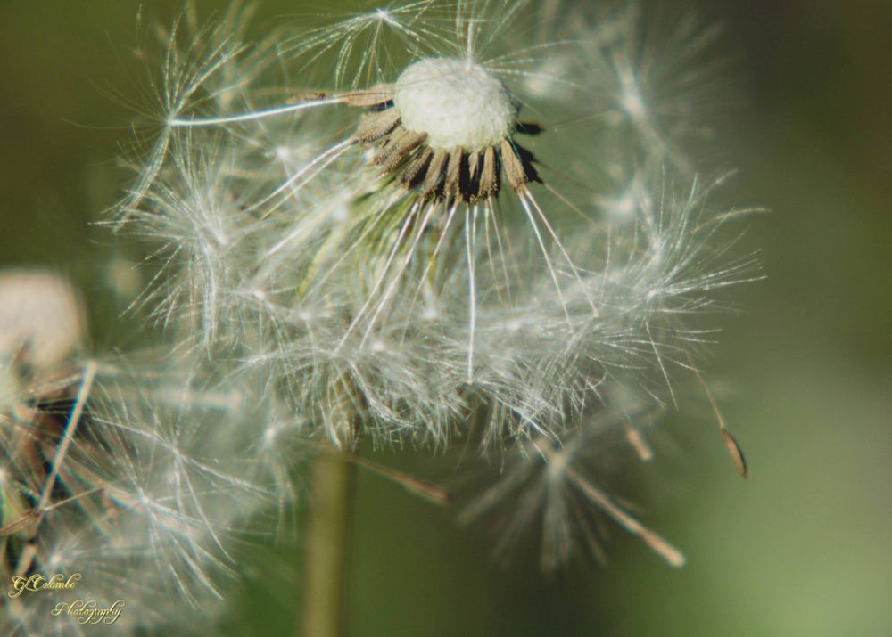 dandelion