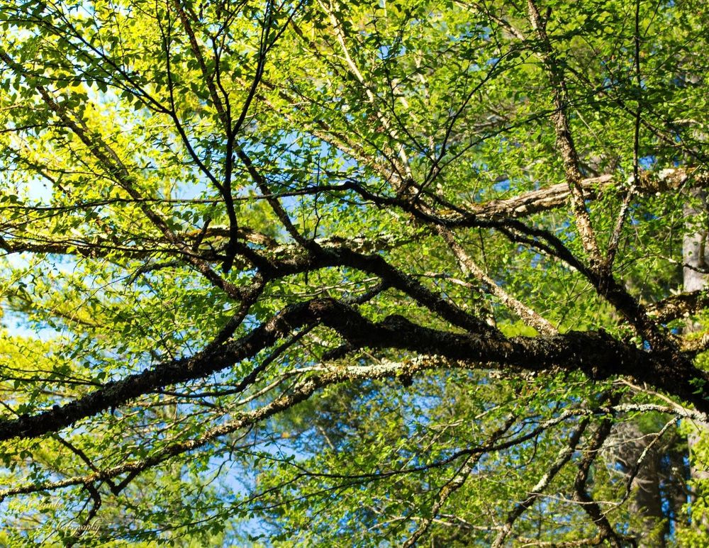 tree looking up