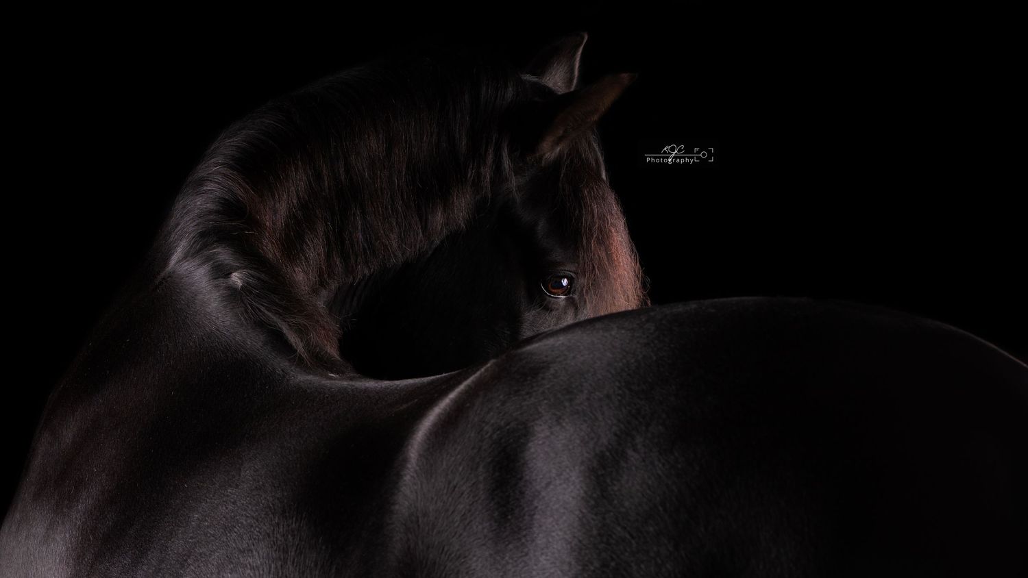 Studiofotografie in Gelderland voor unieke kunst aan de muur: Equine Fine Art