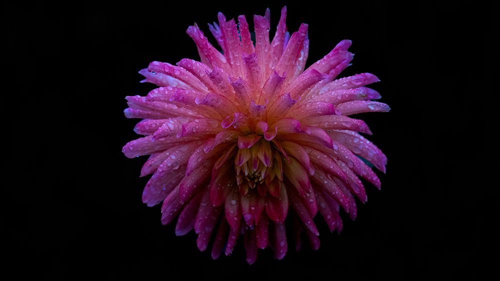 Flower with a black background.