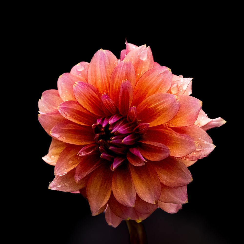 Flower with a black background.