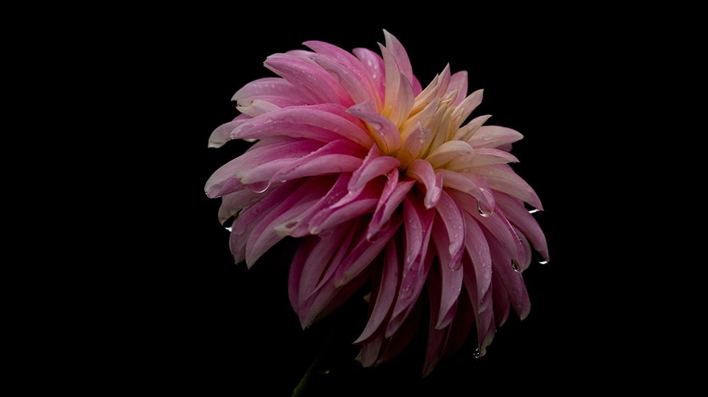 Flower with a black background.