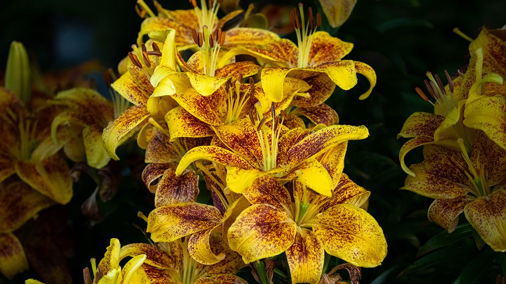 Yellow flowers with a black background.