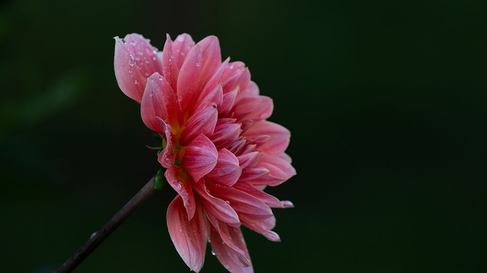 Pink Flower with a black background.