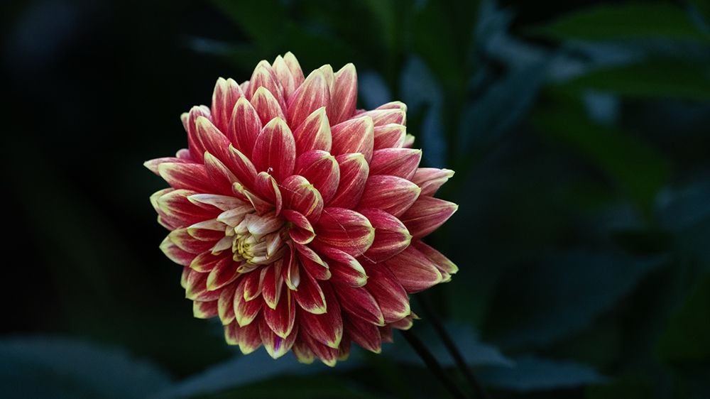 Flower with a black background.
