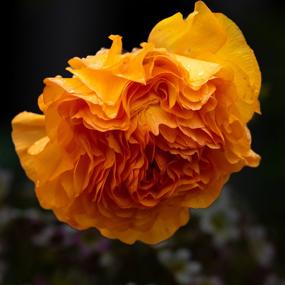 Flower with a black background.