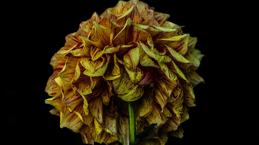 Flower with a black background.