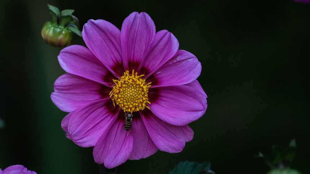 Flower with a black background.