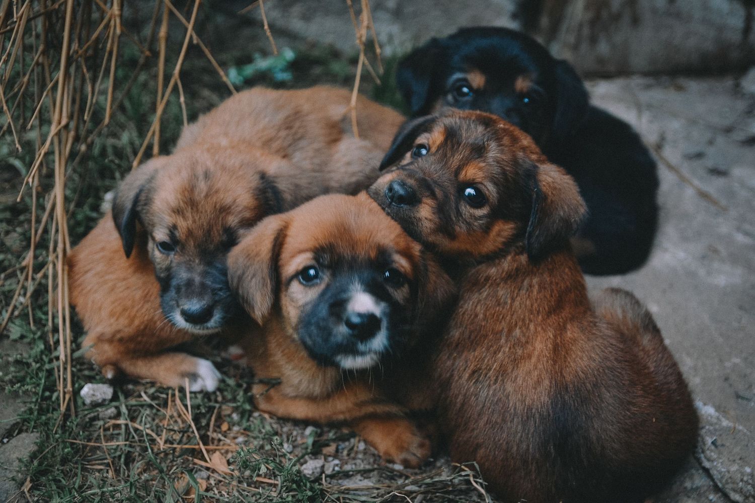 puppies