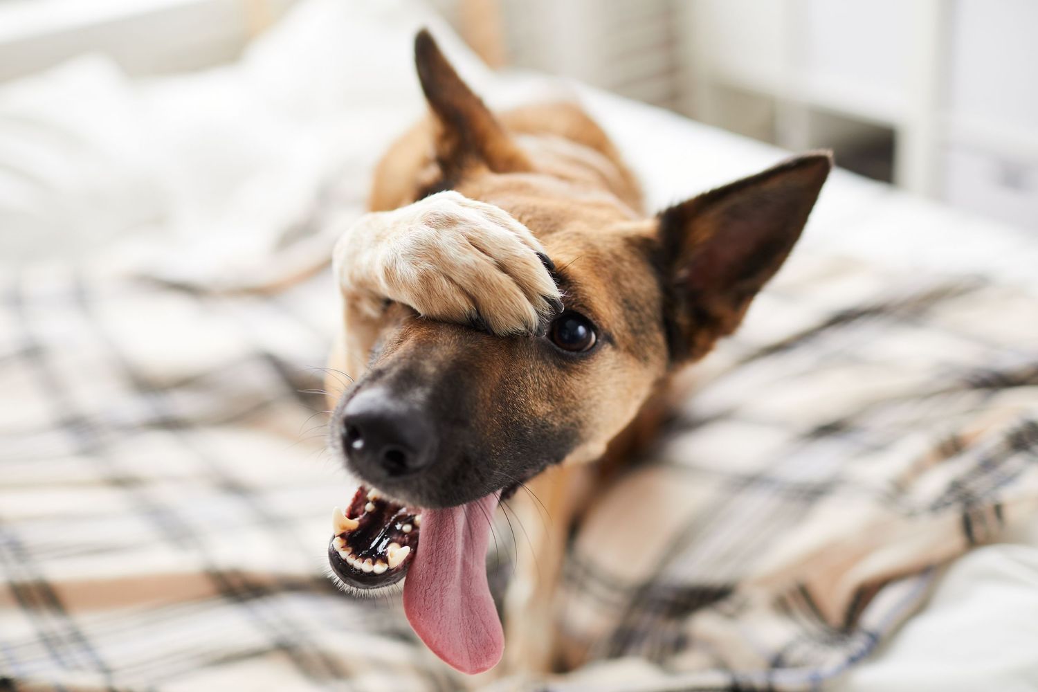 embrassed dog