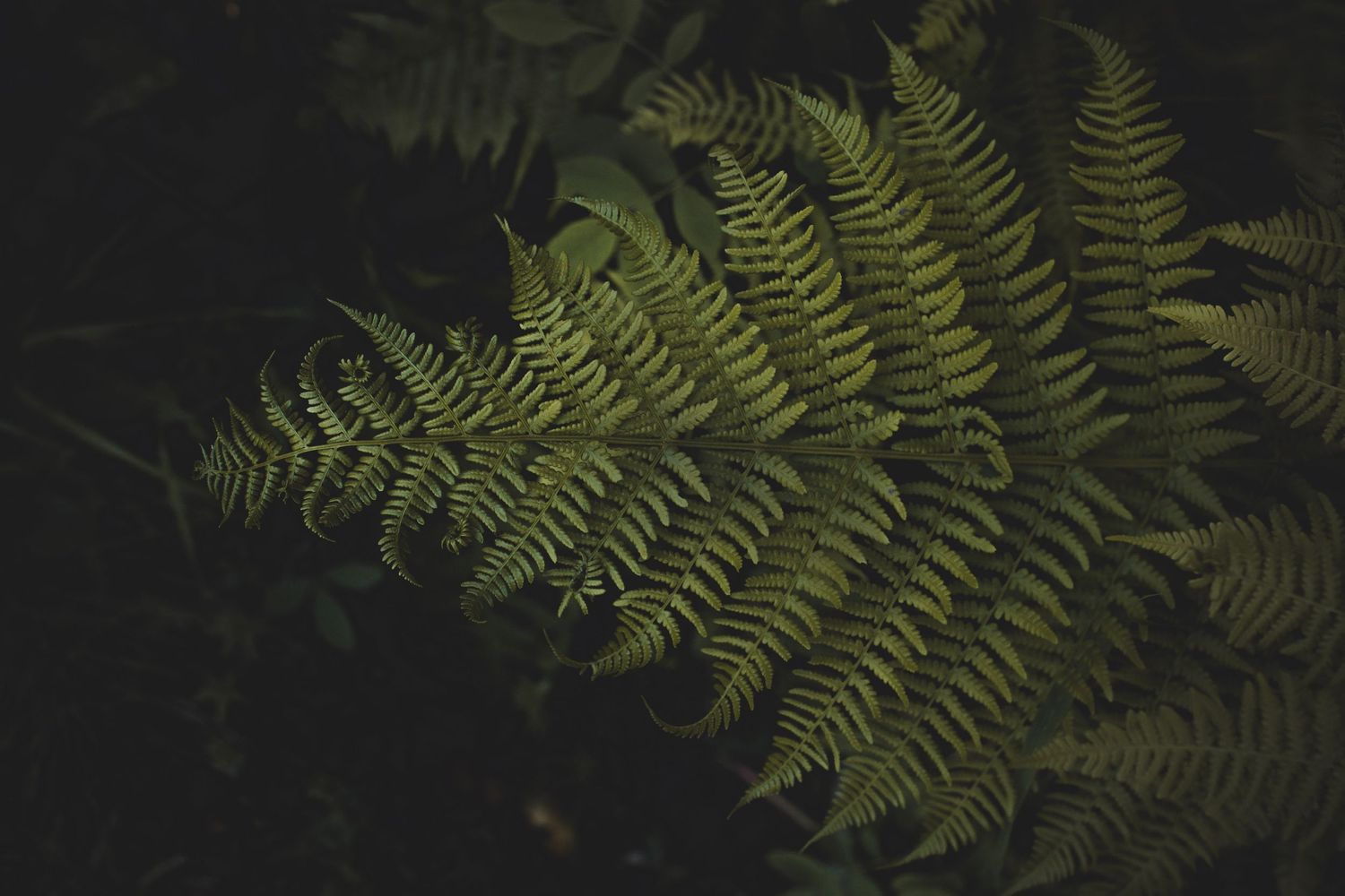 A detailed close-up of a green fern leaf against a dark background.