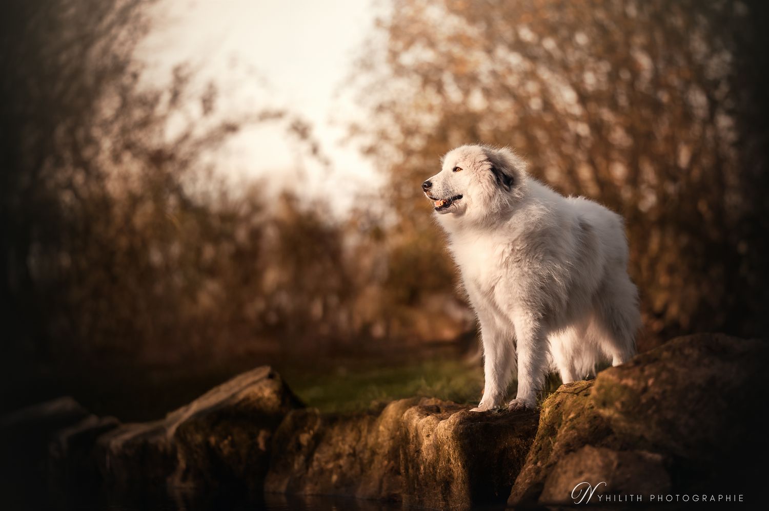 Séance photo chien par un photographe professionnel spécialisé dans les animaux de compagnie en Meuse à Verdun  de Nyhilith Photographie