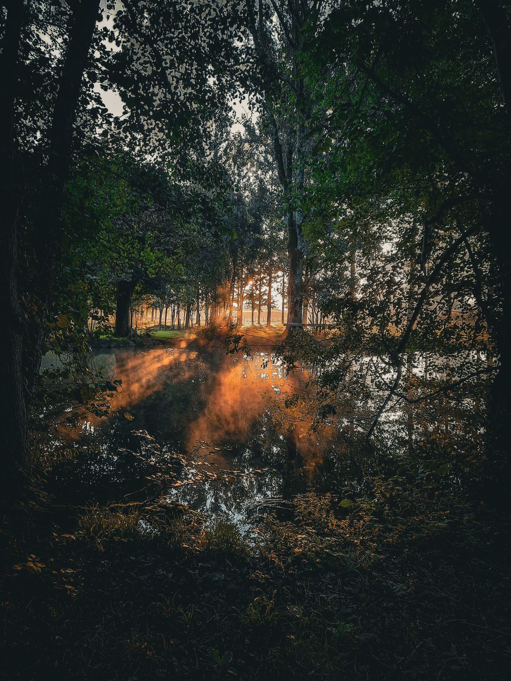 Golden sunlight pierces through misty forest creating ethereal rays between trees in a moody woodland scene.