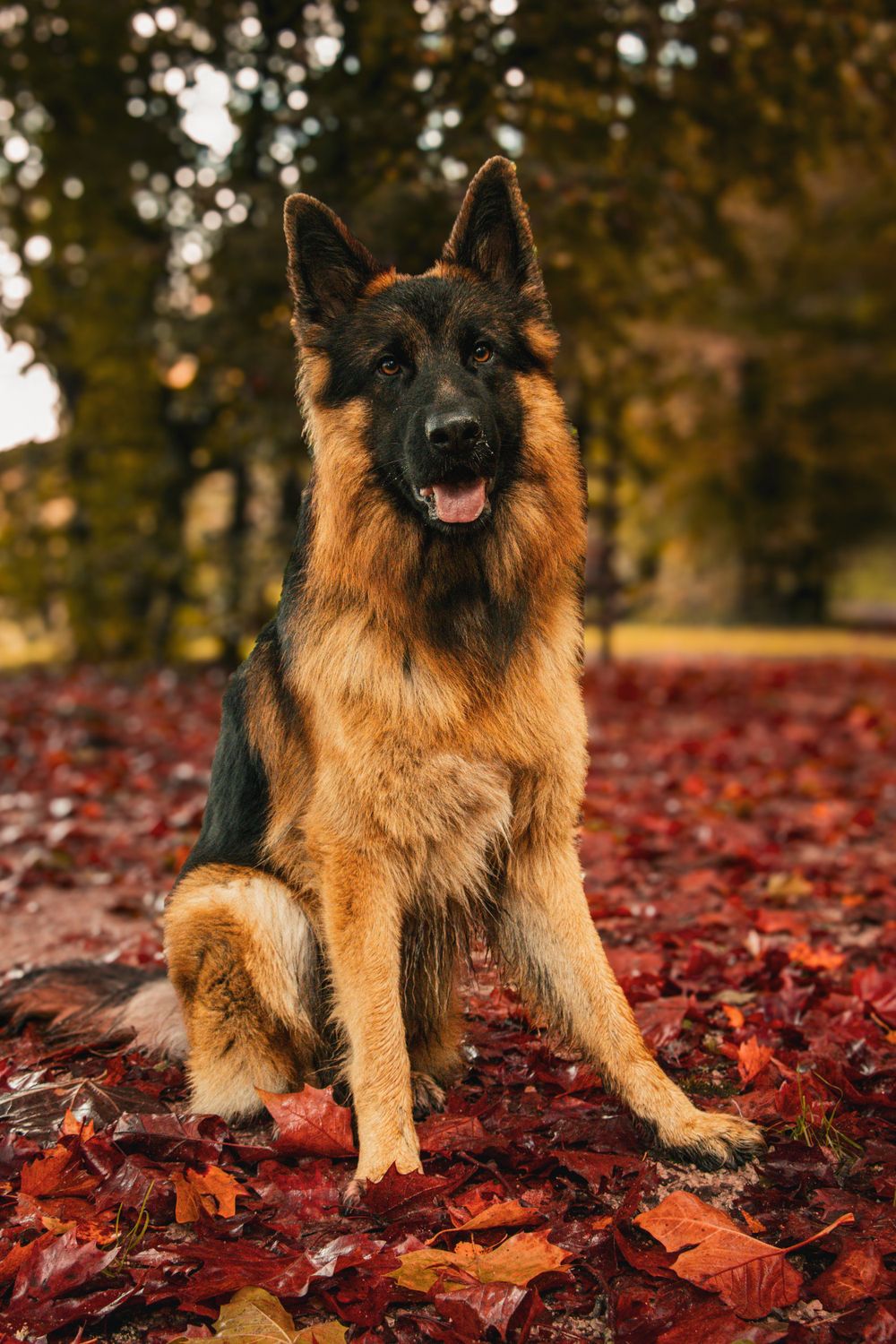 German Shepherd dog sits alert on red autumn leaves in a park with blurred trees in background during fall season.