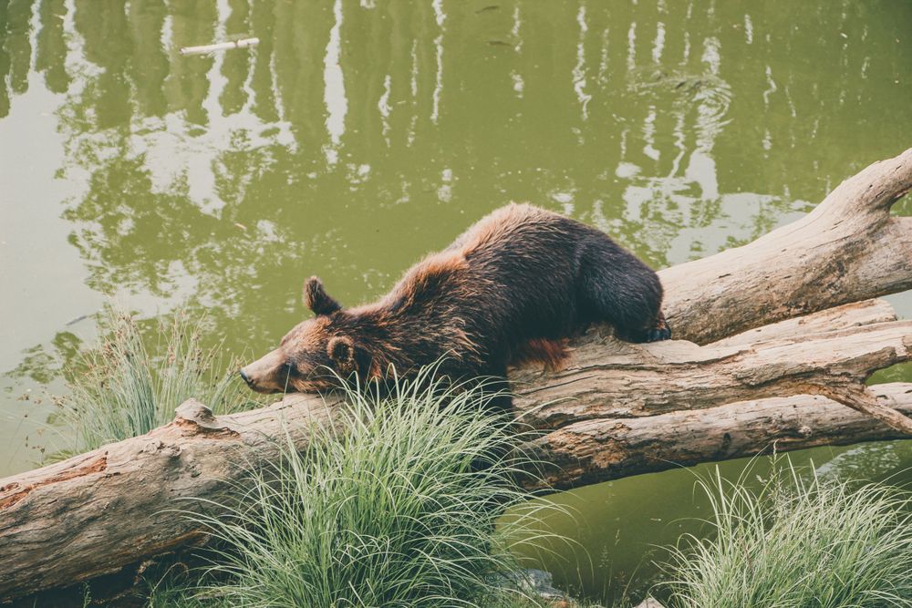 Brown bear resting on a fallen log near green water with marsh grass in the foreground.