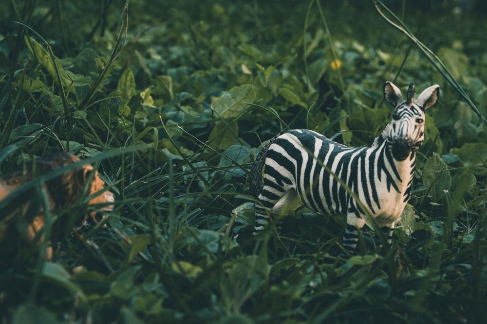 Small zebra figurine nestled among green foliage and fallen leaves in a natural outdoor setting.