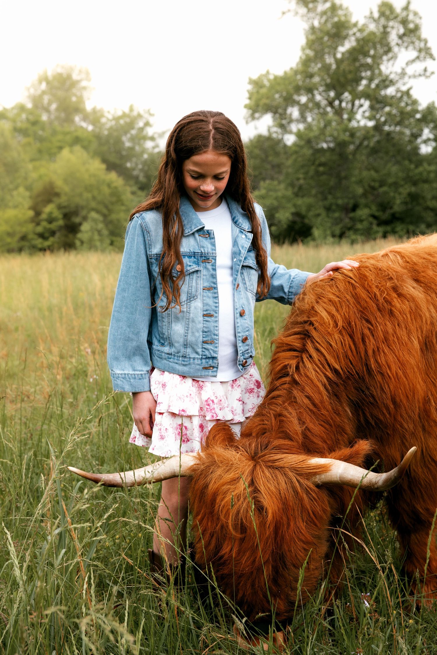 Highland cow photography