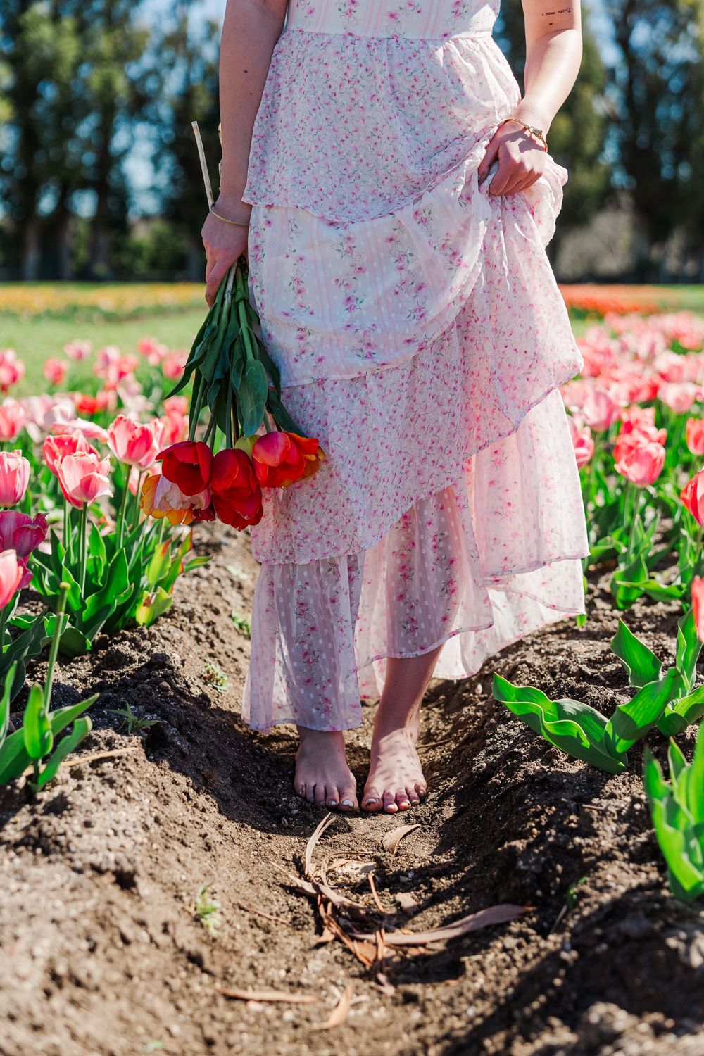 Barefoot figure in pink floral dress holding red tulips while walking through springtime tulip field pathway.