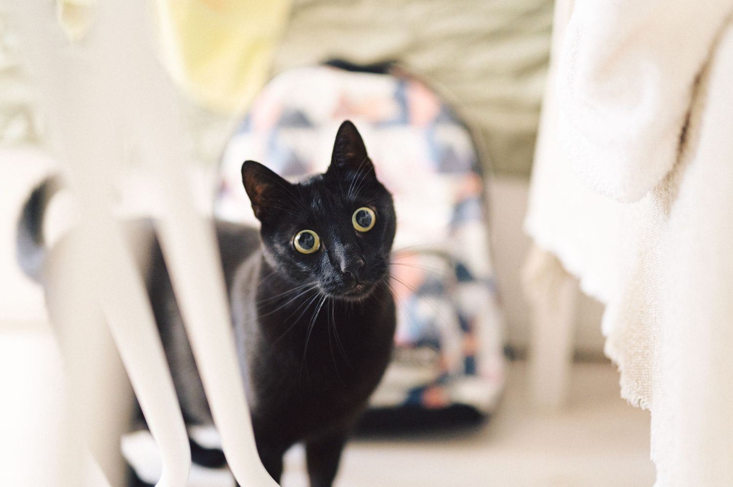 A black cat with bright yellow eyes looks directly at camera while standing in a softly lit hallway.