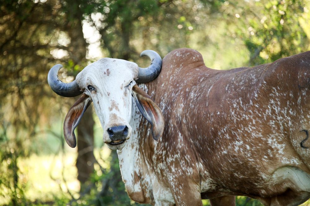 cattle, photographer, livestock photographer, brindle speckle brahma cross,