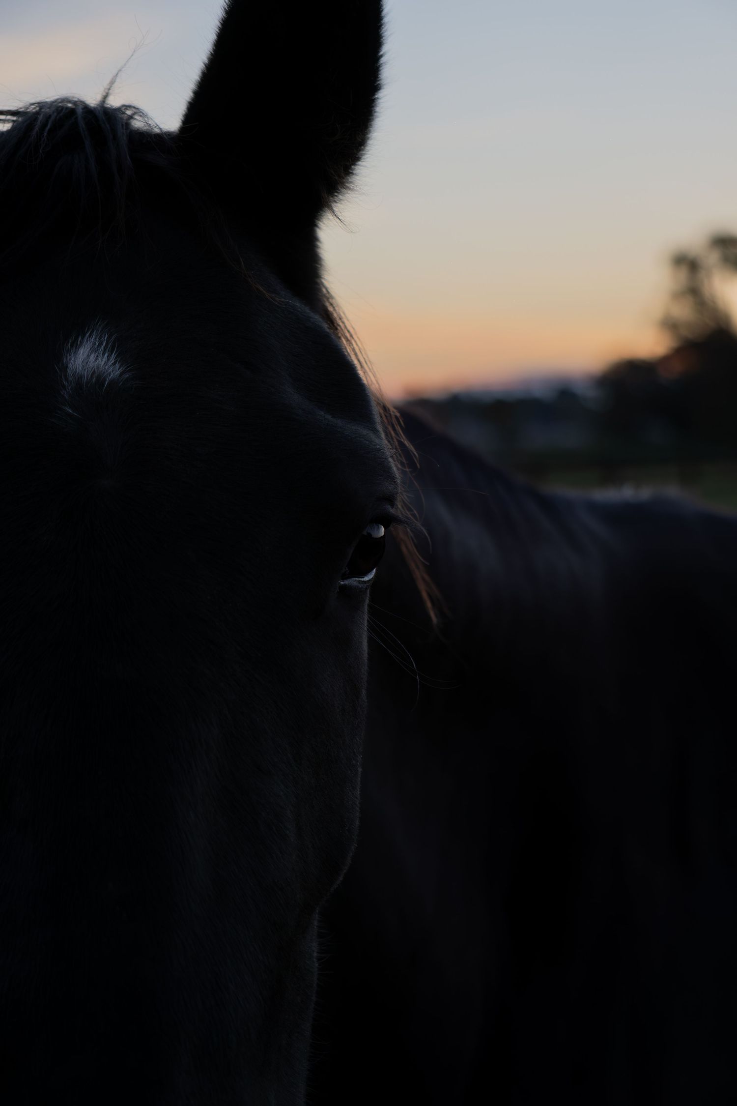 Pasture sunset horses