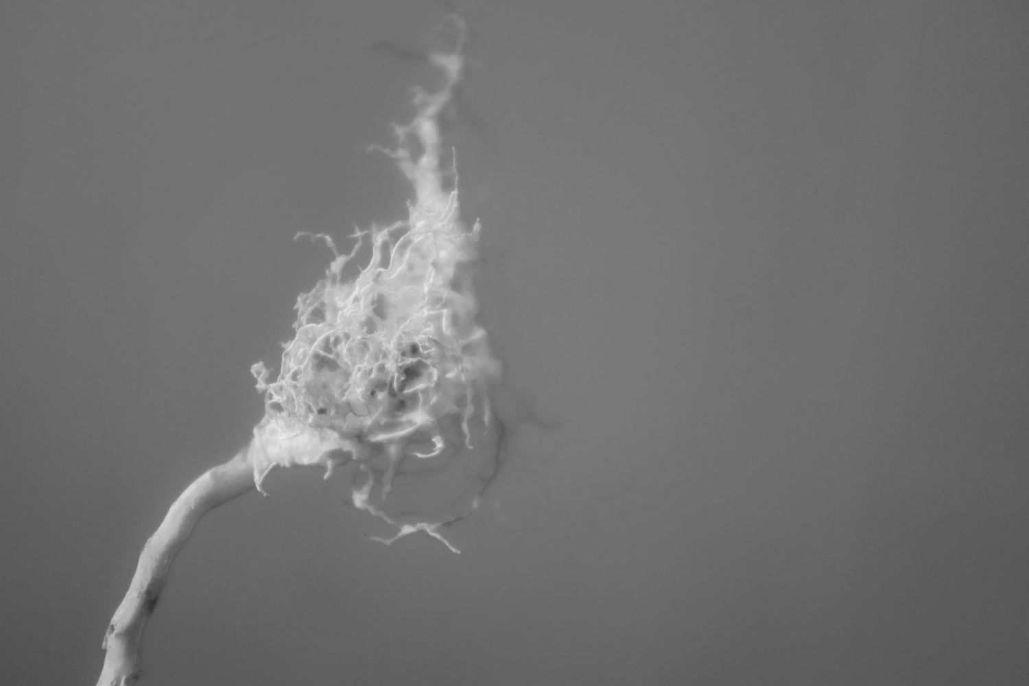 Black and white photo of a dried root, held upside down.