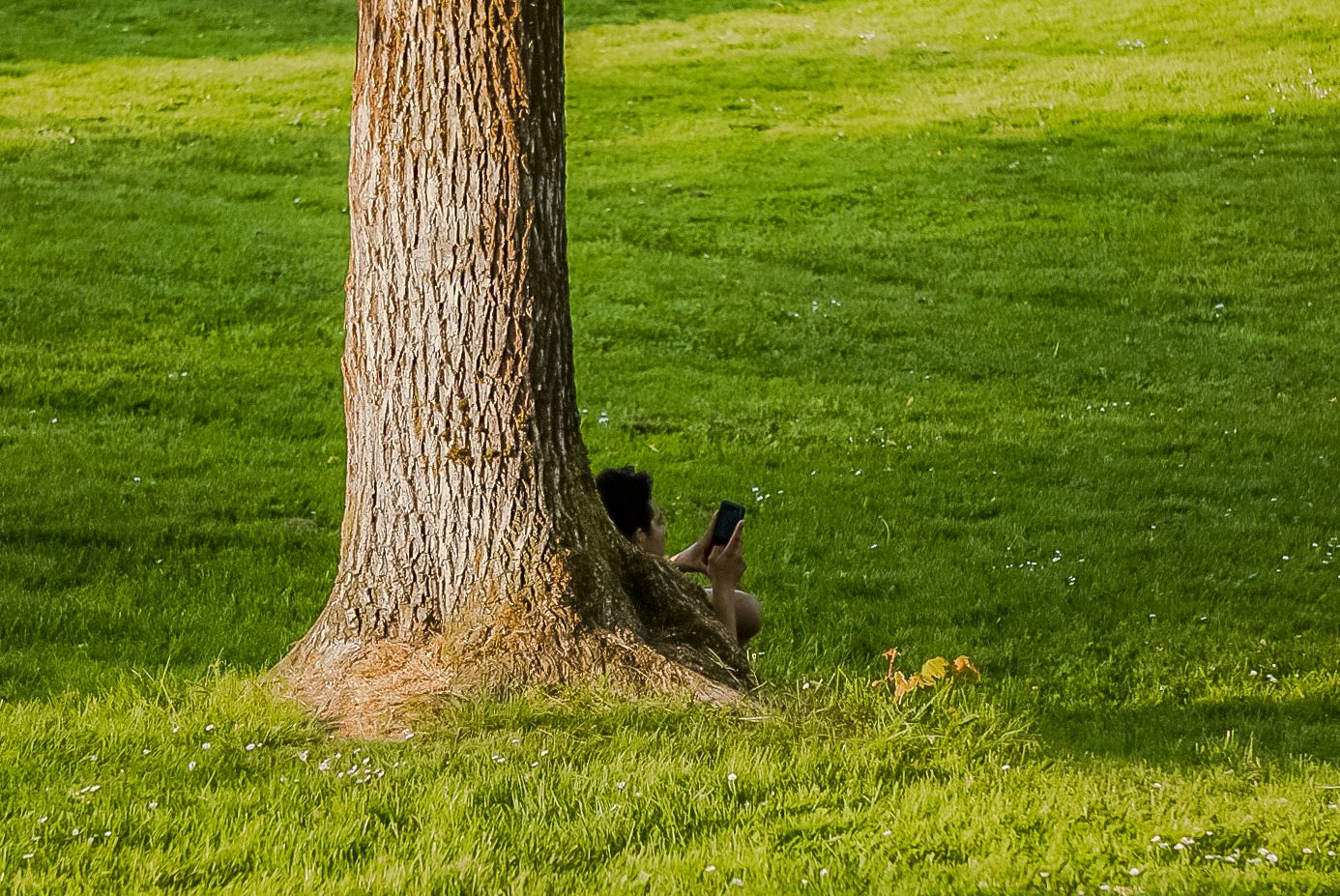 A deer rests in the shade behind a large tree trunk on a sunlit green lawn.