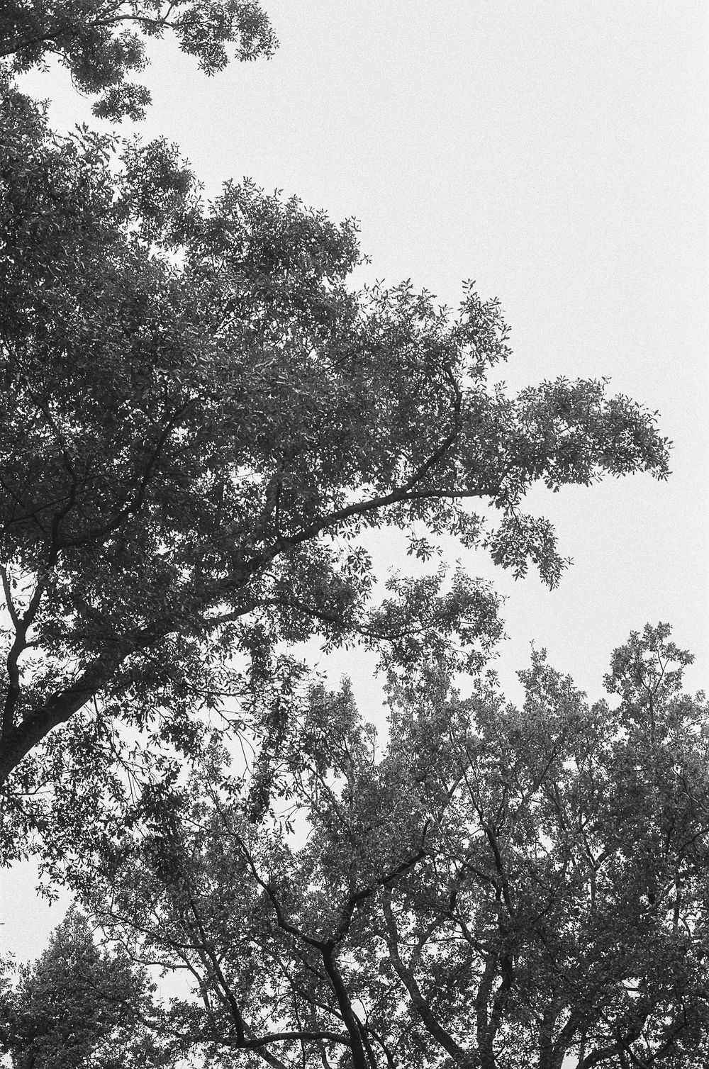 Black and white silhouette of tree branches and leaves against a light sky creating a natural canopy pattern.