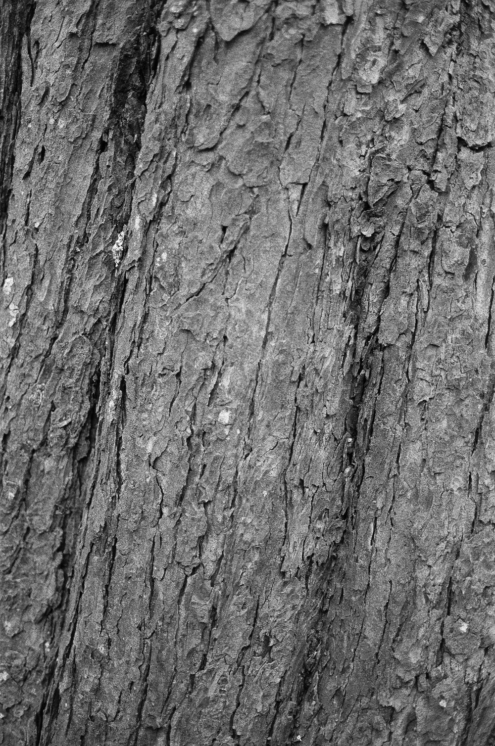 Close-up black and white photograph of rough tree bark texture showing deep vertical furrows and ridges.