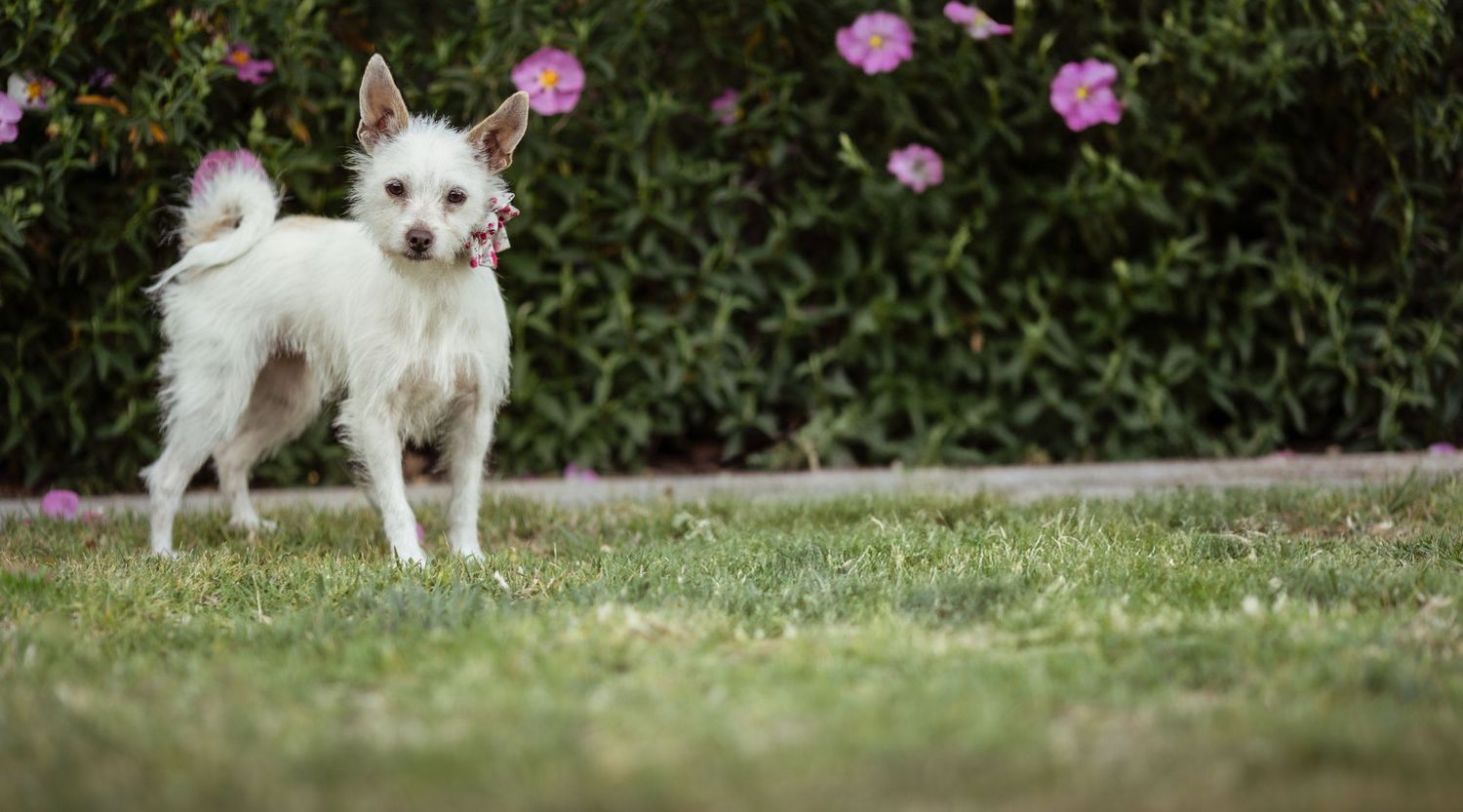 A white terrier dog stands alert on grass with pink flowers blooming in the background.