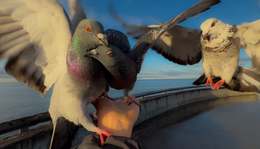 Close-up of pigeona in flight against blue sky and ocean backdrop.