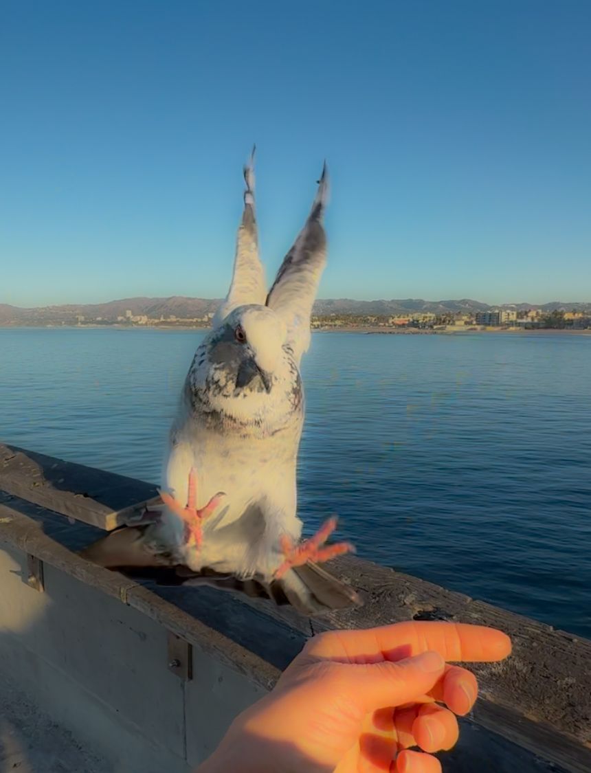 Pigeon stretching upward on concrete ledge overlooking calm blue water.