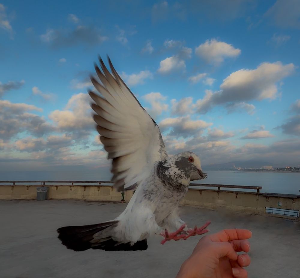 Pigeon with extended wings stands on concrete barrier by waterfront under cloudy sky.
