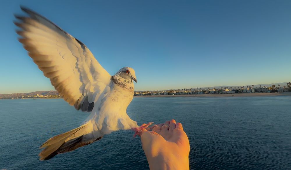 Pigeon with wings spread wide perched on a hand against blue water and coastal skyline.