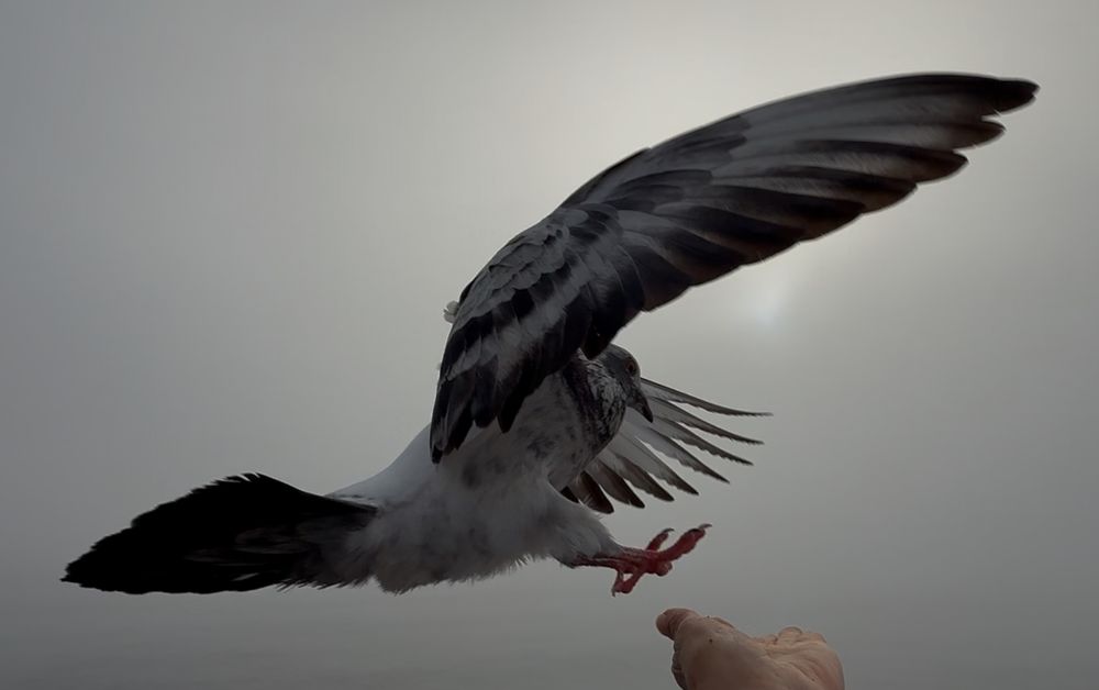 Dramatic low-angle shot of pigeon with spread wings against gray sky.