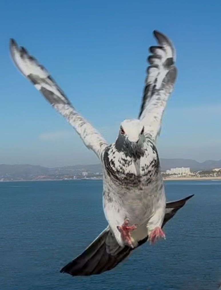 Pigeondiving through clear blue skies above coastal waters.