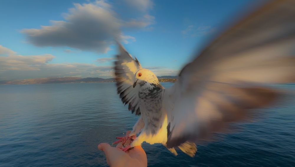 Pigeon swooping through the air with ocean and clouds behind them.