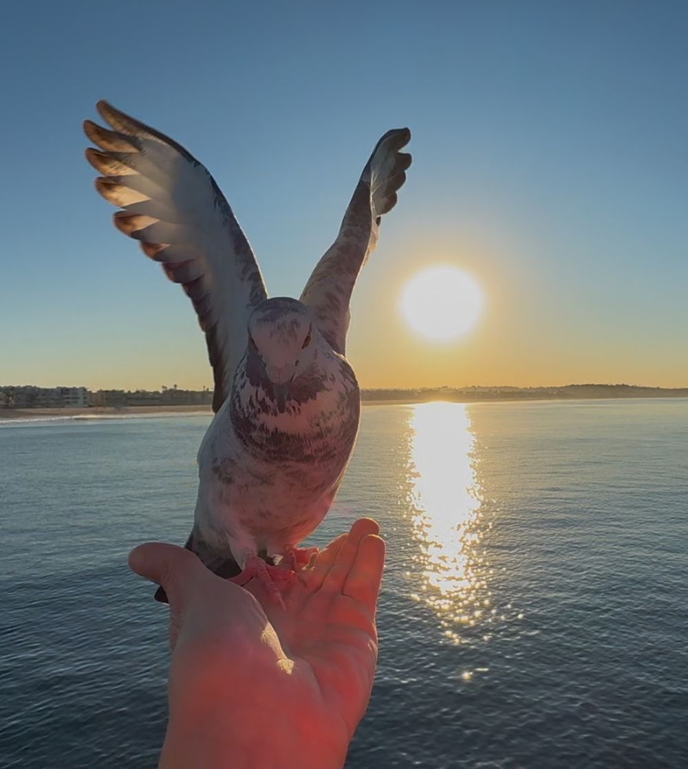 Pigeon perched on outstretched hand with wings spread against sunset water backdrop.